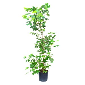 GROW by OBI Tulpenbaum, ca. 150/175 cm hoch im Topf. Hausbaum mit grünen Blättern.