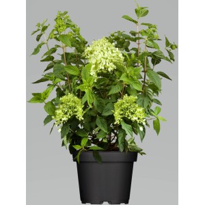 Rispenhortensie "Confetti" Höhe ca. 60 - 80 cm Topf ca. 10 l