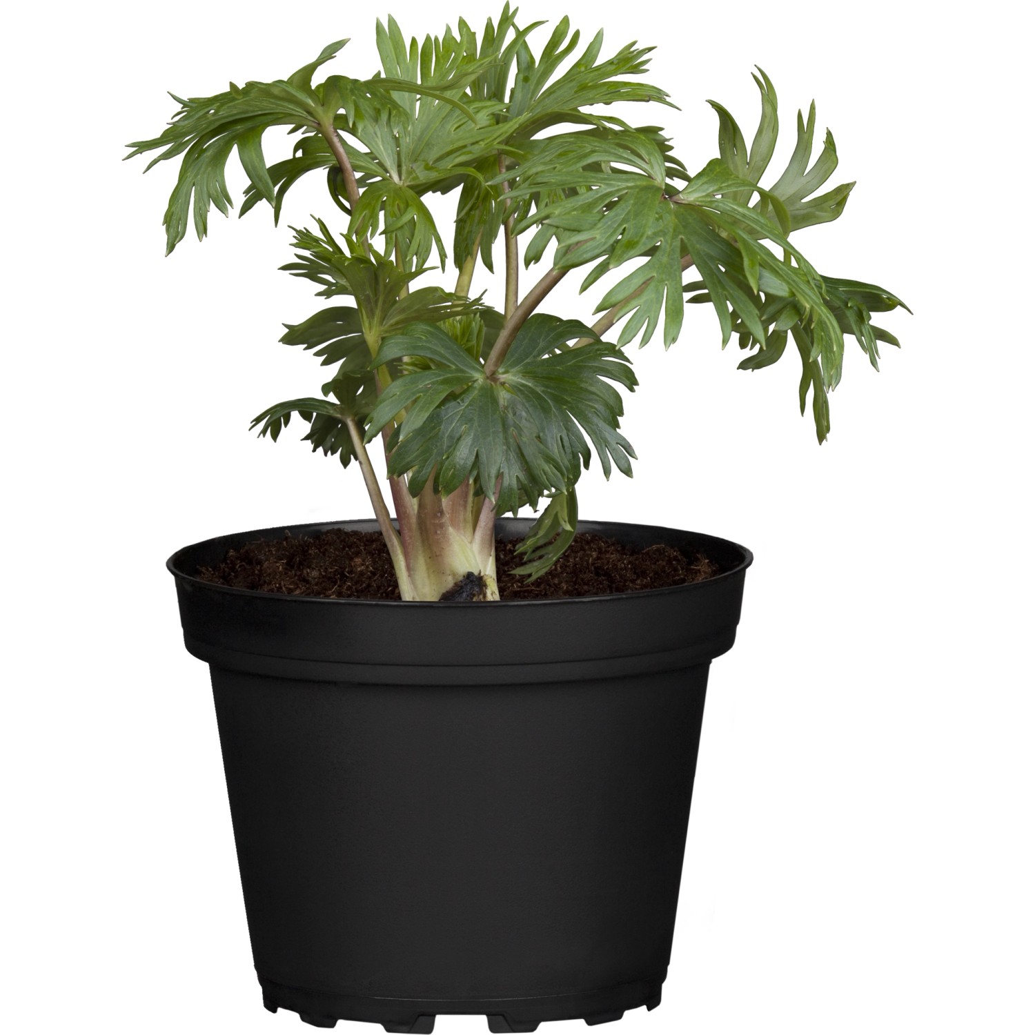 GartenHerbstEisenhut "Arendsii" Blau TopfØ ca. 9 cm x 9 cm Aconitum