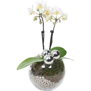 Weihnachtsarrangement mit Mini-Orchidee Topf-Ø ca. 6 cm