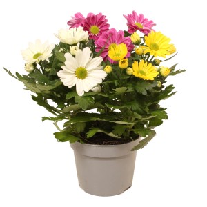 Chrysantheme Carnaval im Topf mit gelben, pinken und weißen Blüten.