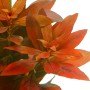 Dennerle Aquariumpflanze Ludwigia Repens Rubin mit roten Blättern für ein lebendiges Aquarium.