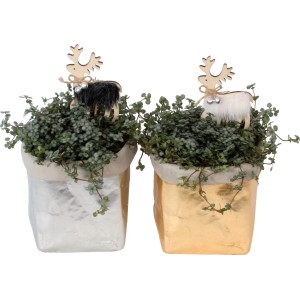 Weihnachtsarrangement mit Pellefarn in goldenem und silbernem Beton-Gefäß mit Deko-Rentier.