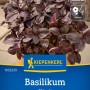 Kiepenkerl Basilikum Chianti Saatgut mit dunkelroten Blättern.