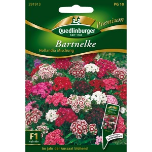 Quedlinburger Bartnelke 'Hollandia Mischung' Blumensamen mit bunten Blüten in Rot, Weiß und Pink.