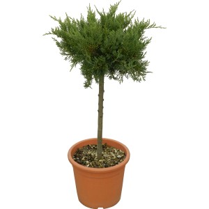 OBI Riesenzypresse Gold Rider im Topf, ca. 80 cm hoch. Immergrünes Nadelgehölz.