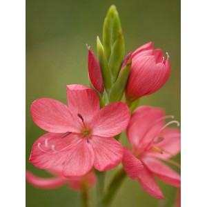 Spaltgriffel 'Major' mit roten Blüten im Topf, eine Wasserpflanze für den Gartenteich.