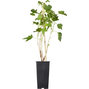 GROW by OBI Bio Johannisbeere "Titania" Schwarz ca. 20-30cm Topf ca. 2 l Ribes