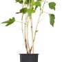 GROW by OBI Bio Johannisbeere Titania im Topf, ca. 20-30cm hoch.