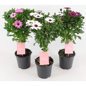 Kapkörbchen auf Stamm im Topf, verschiedene Farben. Frühjahrsbepflanzung für sonnige Standorte.