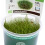 Dennerle Eleocharis Pusilla Aquariumpflanze im Topf, grüne Zwergnadelsimse für den Vordergrund.