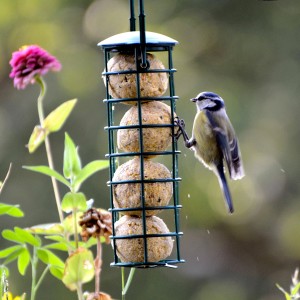 Blaumeise an einem gefüllten Vogelfutterspender mit Meisenknödeln. Wildvogelfutter.