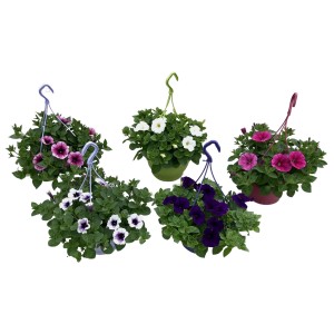 Verschiedene Ampelpflanzen: Petunien, Lobelien und Fuchsien in bunten Farben im Topf.