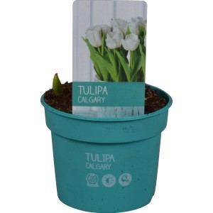 Weiße Tulpe Diamond Collection im Topf (ca. 9 cm Ø) für die Frühjahrsbepflanzung.