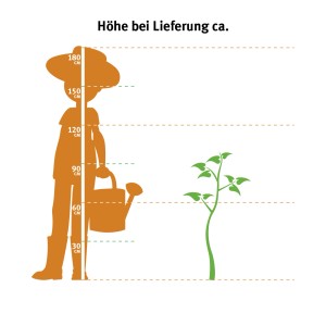 Größenvergleich: Lebensbaum Brabant (80-100cm) neben stilisierter Figur mit Gießkanne.