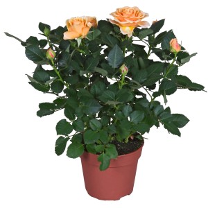 Orange Rose Parade im Topf, ca. 10,5 cm Ø. Dekorative Zimmerpflanze mit orangen Blüten.