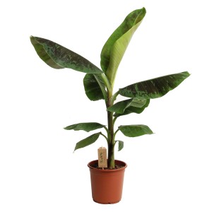 Zwerg-Essbanane Dwarf Cavendish im Topf, ca. 80-110 cm hoch, mit dekorativen, großen Blättern.