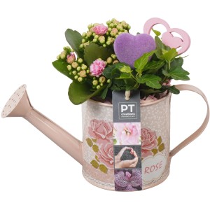 Zimmerpflanzen-Arrangement in Zinkkanne mit Kalanchoe und Efeu, verziert mit Deko-Herz.