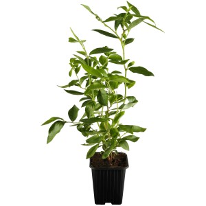 OBI Heidelbeere "Goldtraube" Blau Höhe ca. 20 - 30 cm Topf ca. 3 l Vaccinium