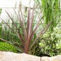 Keulenlilie (Cordyline australis) im Gartenbeet, Blattschmuckpflanze mit langen, spitzen Blättern.