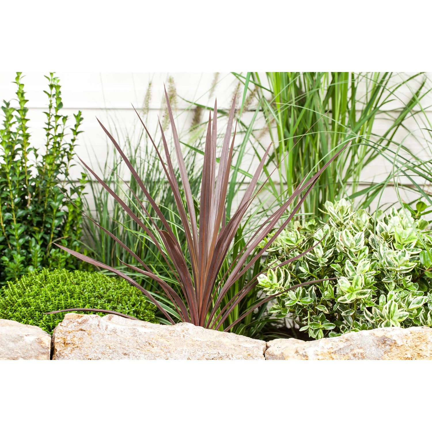 Keulenlilie (Cordyline australis) im Gartenbeet, Blattschmuckpflanze mit langen, spitzen Blättern.