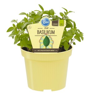 Blu Thai-Basilikum im gelben Topf, Topf-Ø ca. 12 cm, aus biologischem Anbau.