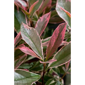 Nahaufnahme der Glanzmispel 'Pink Marble' mit rosa-grün marmorierten Blättern. Stämmchen & Formgehölz.