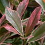 Nahaufnahme der Glanzmispel 'Pink Marble' mit rosa-grün marmorierten Blättern. Stämmchen & Formgehölz.