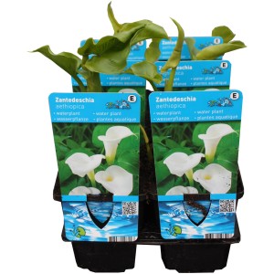 Zantedeschie (Calla) im 9 cm Topf, weiße Blüte, geeignet für den Teichrand.
