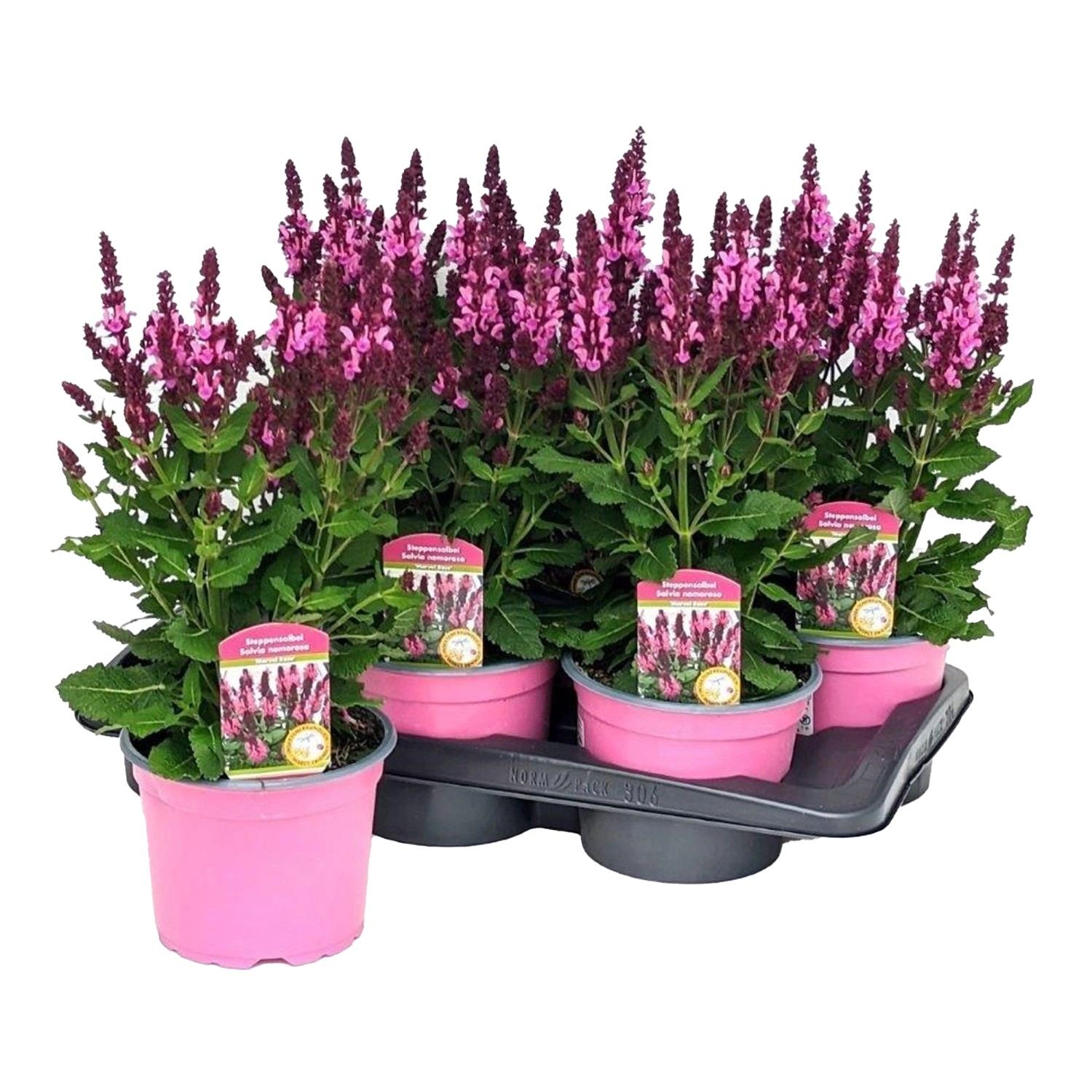 Salbei Tropisch Salvia nem. Marvel Rose TopfØ ca. 17 kaufen bei OBI