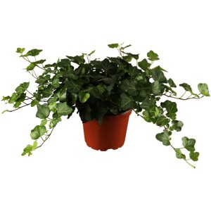 OBI Gemeiner Efeu Höhe ca. 5 - 10 cm Topf ca. 1 l Hedera
