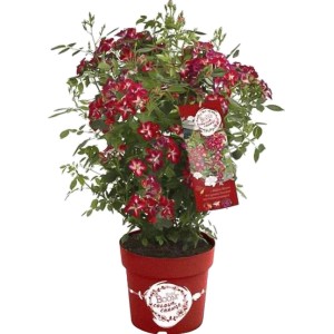 GROW by OBI Rose Rosy Boom im Topf, pink-weiße Blüten, ca. 30-40 cm hoch.