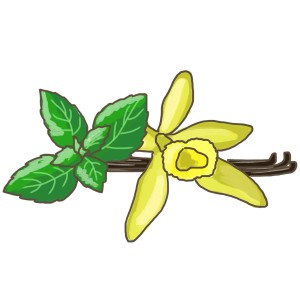Illustration: Vanille-Basilikum mit Blättern, Blüte und Vanilleschote. Küchenkräuter.