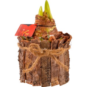 Arrangement mit Amaryllis im Holzgefäß Topf-Ø ca. 14 cm