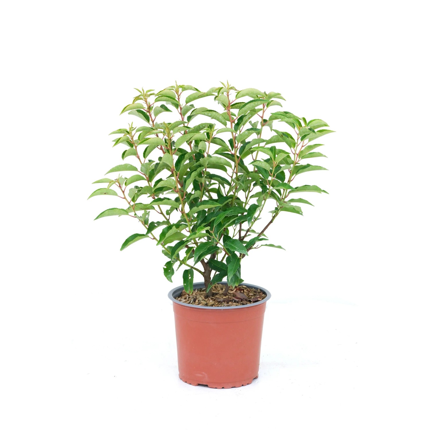 Portugiesischer Kirschlorbeer Angustifolia kaufen bei OBI
