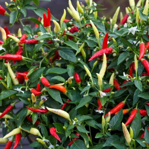 Blu Chili Ampel, rote und gelbe Chili-Schoten an grüner Pflanze.