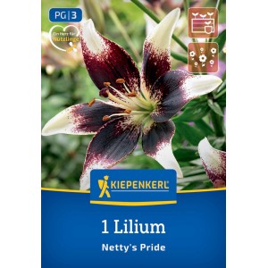 Kiepenkerl Blumenzwiebeln Asiatische Lilie Netty's Pride