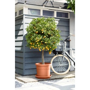 Elho Untersetzer Universal, rund, Ø 48 cm, Terrakotta unter Pflanze im Topf.