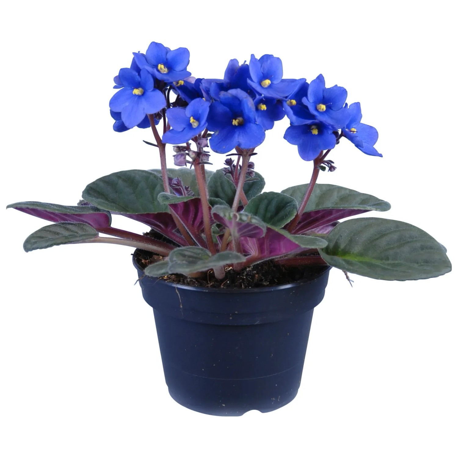Usambaraveilchen Hellblau Topf- ca. 12 cm Saintpaulia kaufen bei OBI