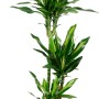 Drachenbaum (Dracaena) im Topf, grüne Blätter mit gelben Streifen, ca. 19 cm Topf-Durchmesser.
