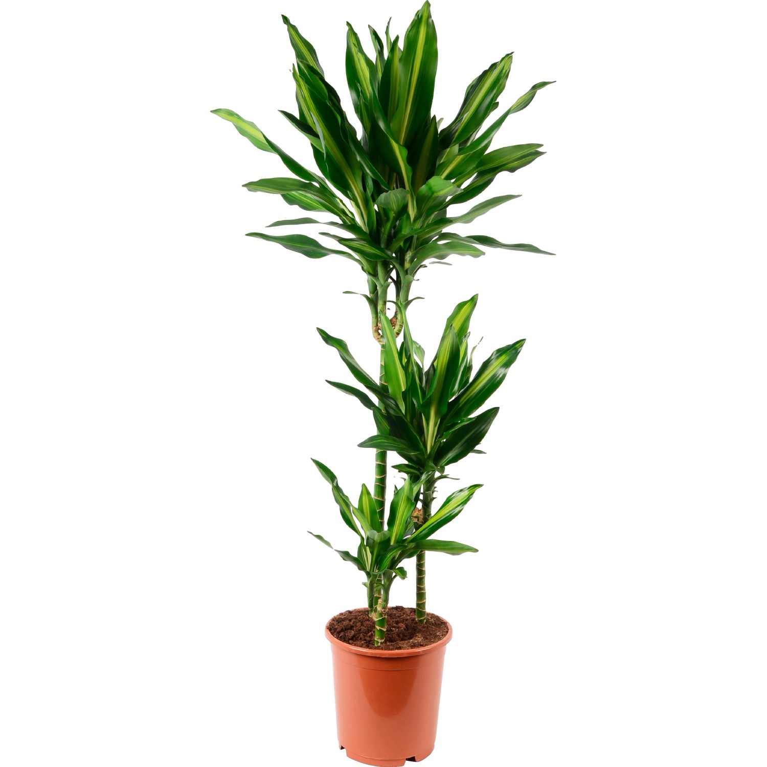 Drachenbaum (Dracaena) im Topf, grüne Blätter mit gelben Streifen, ca. 19 cm Topf-Durchmesser.