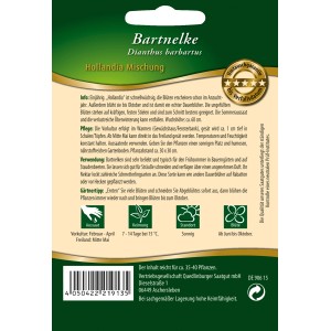 Samentüte Quedlinburger Bartnelke 'Hollandia Mischung', bunte Blumen für Beet und Kübel.