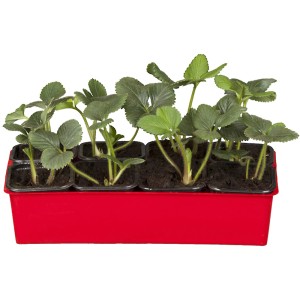 Garten-Monats-Erdbeere 'Korona' im 10er-Tray mit grünen Blättern in roter Schale.