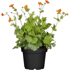 Orange GROW by OBI Nelkenwurz (Geum) im Topf, ca. 13 cm Ø. Winterharte Kübelpflanze mit leuchtenden Blüten.