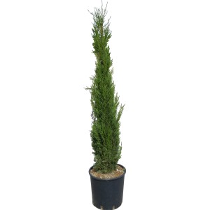 GROW by OBI Toskana-Zypresse "Pyramidalis" Höhe ca.160 cm Topf 15 l