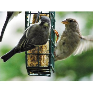 Vögel fressen Dobar Energieblock Samen und Insekten im Futterspender.