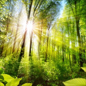 Pro-Art Glasbild „Towards the Sun“: Waldszene mit Sonnenstrahlen, 50x50 cm.