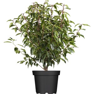 Kirschlorbeer Angustifolia Set im Topf, ca. 60-80 cm hoch, ideal für dichte, formale Hecken.