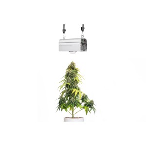 Parus LED-Pflanzenlampe Canna Bulb 150 über Cannabis-Pflanze im Topf.