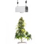 Parus LED-Pflanzenlampe Canna Bulb 150 über Cannabis-Pflanze im Topf.